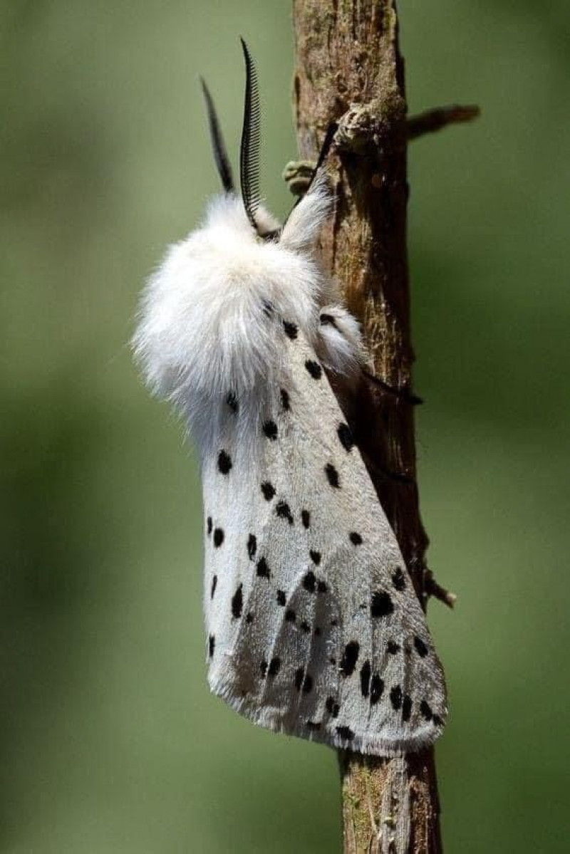 Harige-Witte-vlinder-tijger-Spilosoma-lubricipeda-Beervlinders-Arctiidae-Nachtvlinders-Vlinders-Lepidoptera-Insecten-Insecta-Geleedpotigen-Arthropoda-fauna