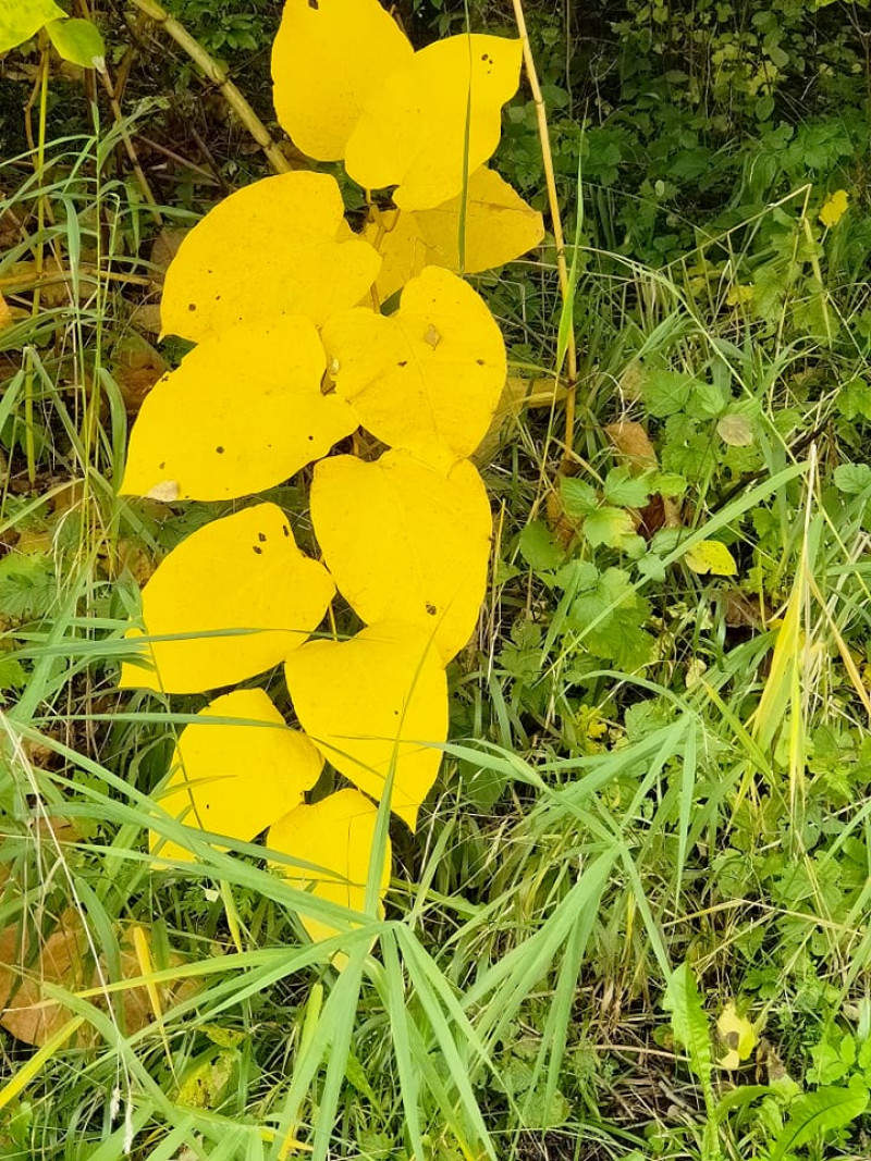 herfstkleuren herfstverkleuring herfstbladeren mooie planten die rood geel kleuren in de herfst bomen