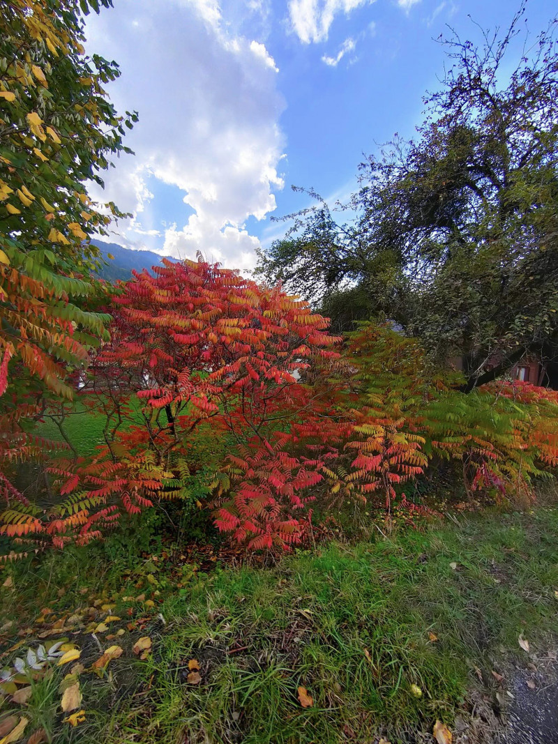 herfstkleuren herfstverkleuring herfstbladeren mooie planten die rood geel kleuren in de herfst bomen