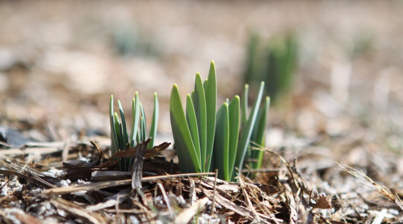 Narcissen-bemesten-compost-mulchen-voor-betere-meer-bloemen