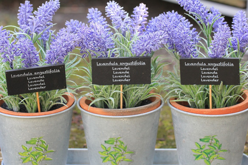 lavendel-snoeien-voorjaarsnoei-onderhoud-tot-hoever-terugknippen