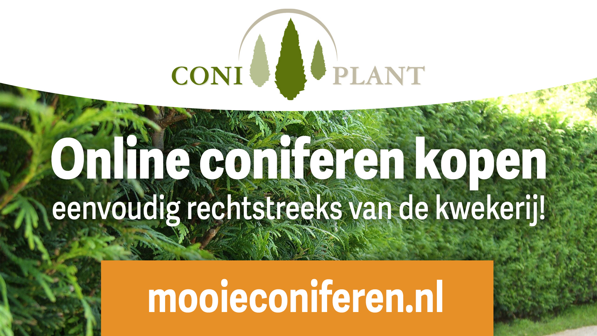 mooie-coniferen-aanbieding-levering-conifeer-aan-huis-online-bestellen-in-provincie-brabant