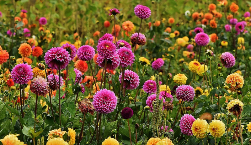 dahlia-kwekers-advies-aanplanten-tijdstip-voorjaar