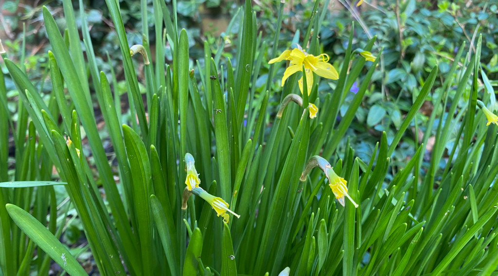 Afbeelding bij Narcissen bloemen worden opgegeten