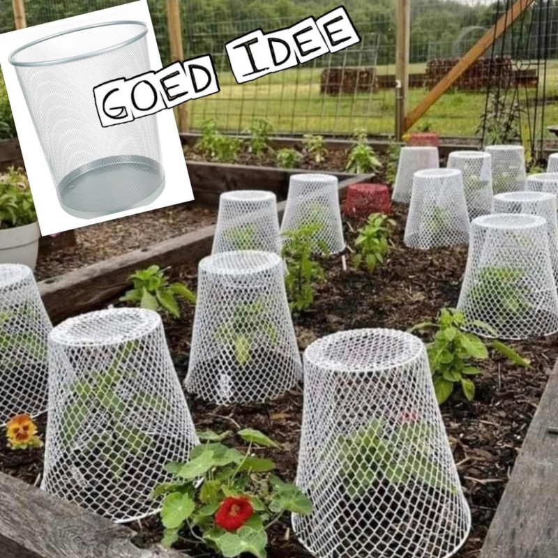 Groente planten beschermen tegen slakken tip Bescherming-planten-moestuin-slakken
