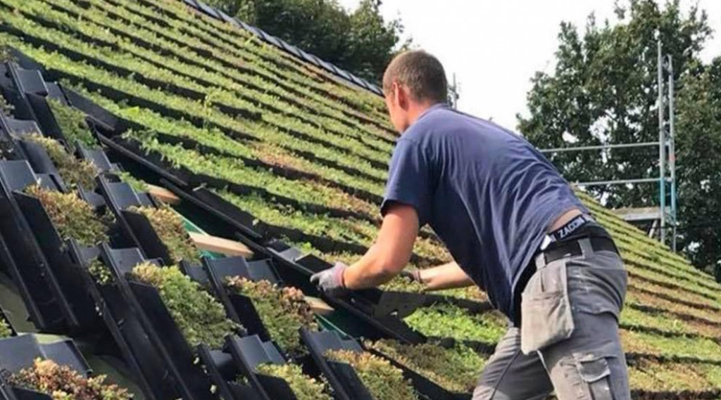 Afbeelding bij Dakpan begroeid met sedumplantjes