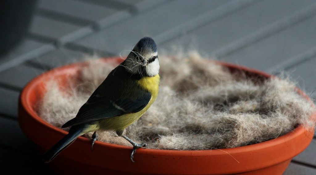 Afbeelding bij Huisdier haren niet geschikt als nestmateriaal voor vogels