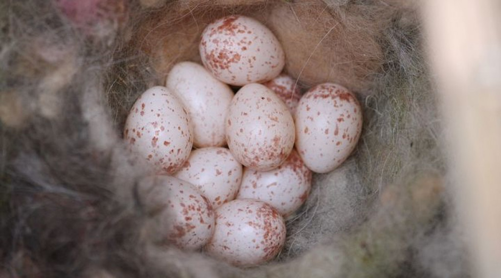 Afbeelding bij Huisdier haren niet geschikt als nestmateriaal voor vogels