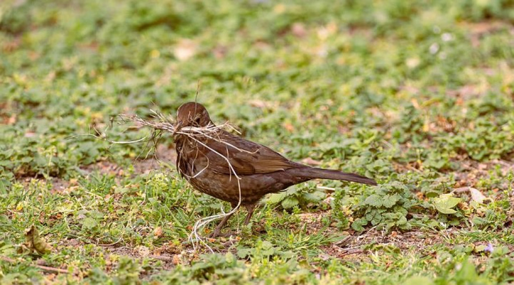 Afbeelding bij Huisdier haren niet geschikt als nestmateriaal voor vogels