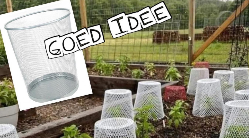 Afbeelding bij Bescherm je plantjes in de moestuin tegen vraatschade