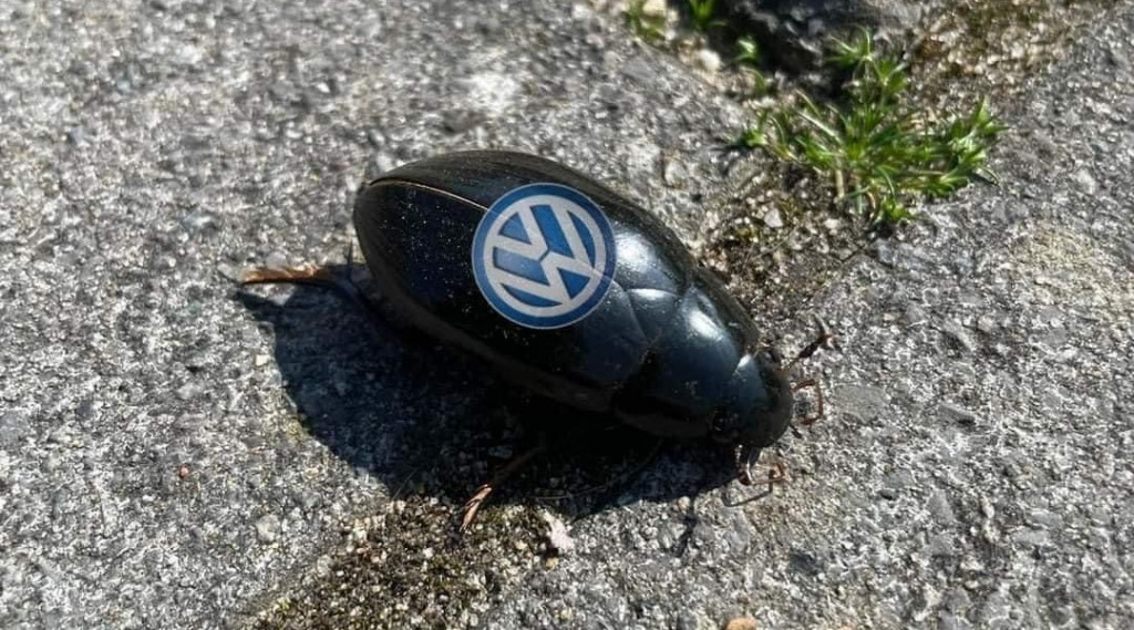 Afbeelding bij Vreemde kever op terras❓ - brommend geluid