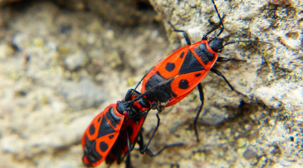 Afbeelding bij Vuurwants (rood met zwart gekleurde dekschilden)