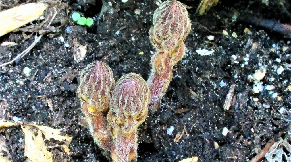 Afbeelding bij planten, struiken en bomen die samenleven in Symbiose