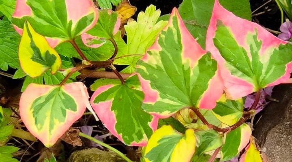 Afbeelding bij Houttuynia cordata &#039;Chameleon&#039;