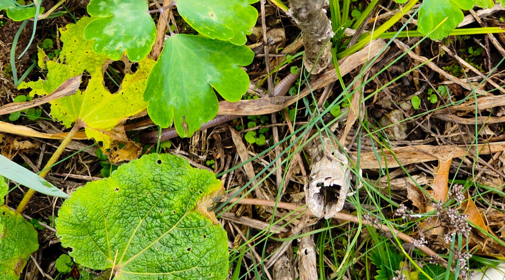 Afbeelding bij De onderwereld actief in je eigen tuin!