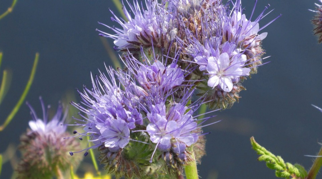 Afbeelding bij Planten die samenwerken