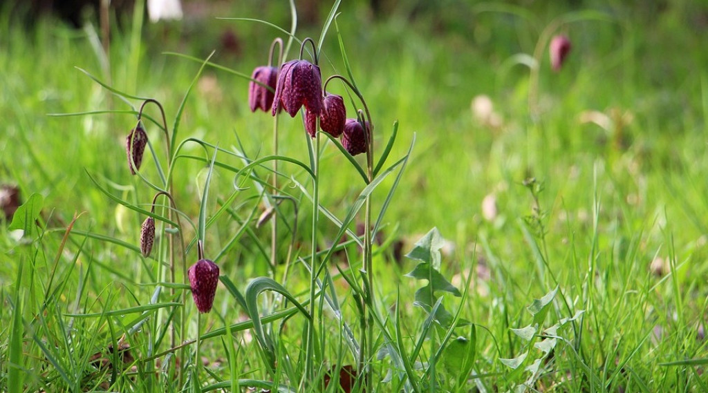 Afbeelding bij Kaalslag en mini-paddestoeltjes