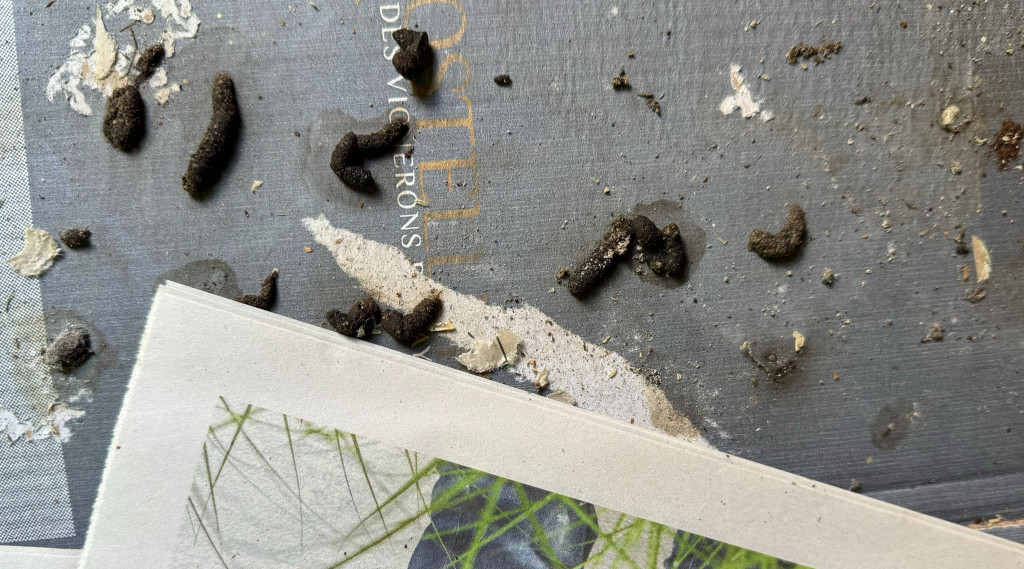 Afbeelding bij Van zijn deze uitwerpselen