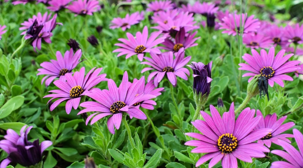 Afbeelding bij Osteospermum / Kaapse margriet (soort)