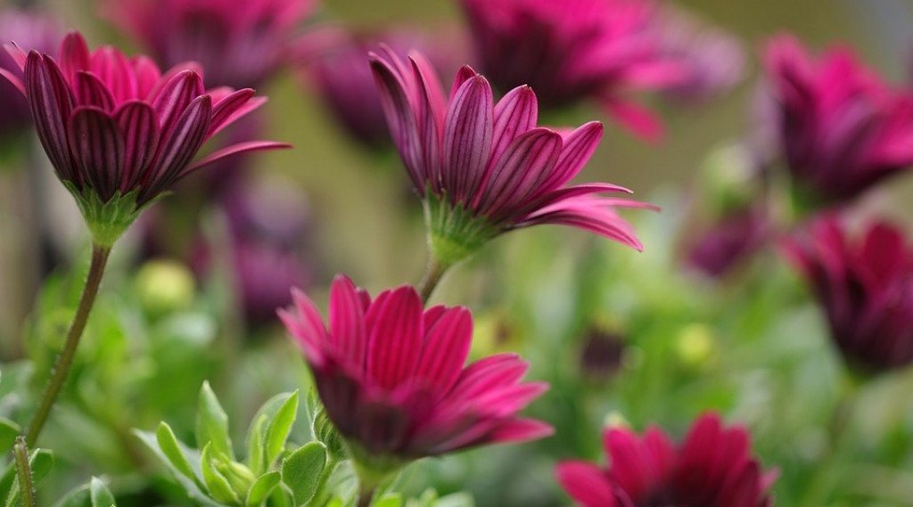 Afbeelding bij Osteospermum / Kaapse margriet (soort)