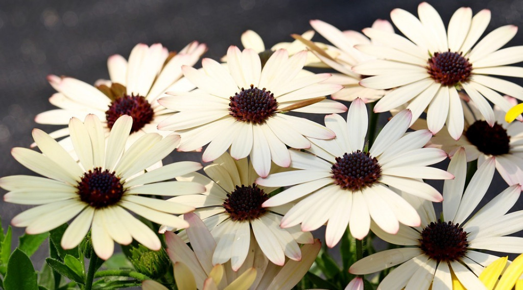 Afbeelding bij Osteospermum / Kaapse margriet (soort)