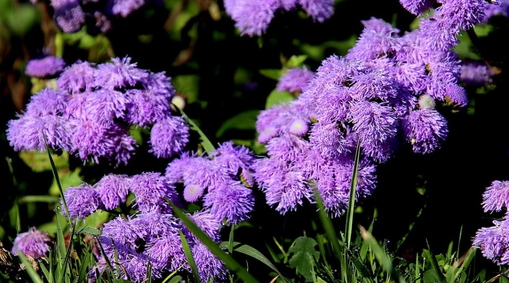 Afbeelding bij Ageratum / Leverbalsem, Donsbloem