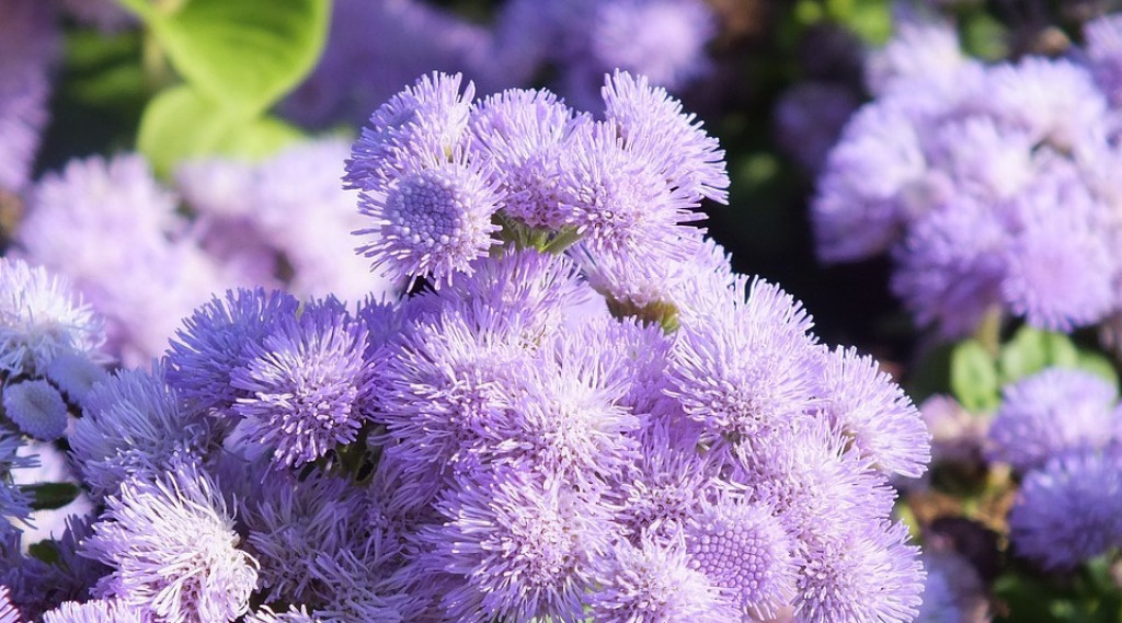 Afbeelding bij Ageratum / Leverbalsem, Donsbloem