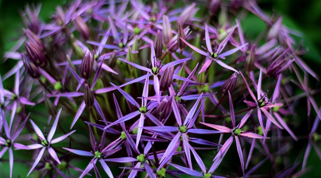 Afbeelding bij Allium / sierui  soorten & plantinformatie