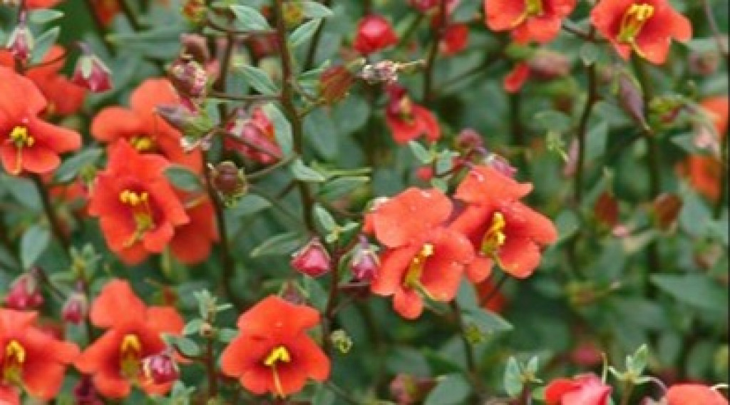 Afbeelding bij Alonsoa meridionalis / Alonsoa