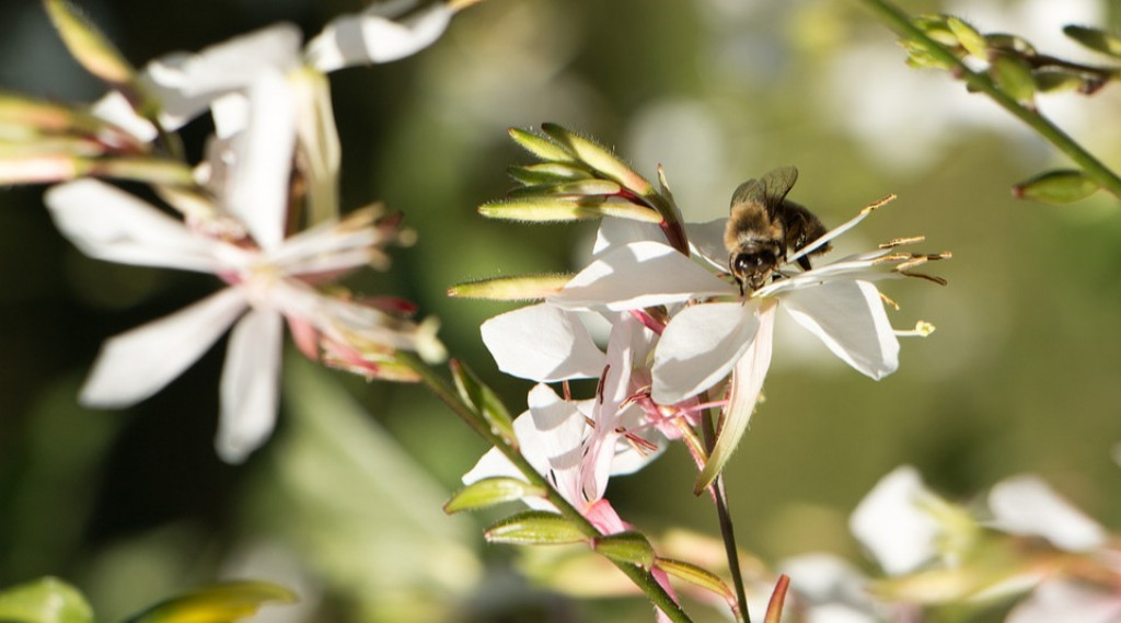 Afbeelding bij Gaura / Prachtkaars