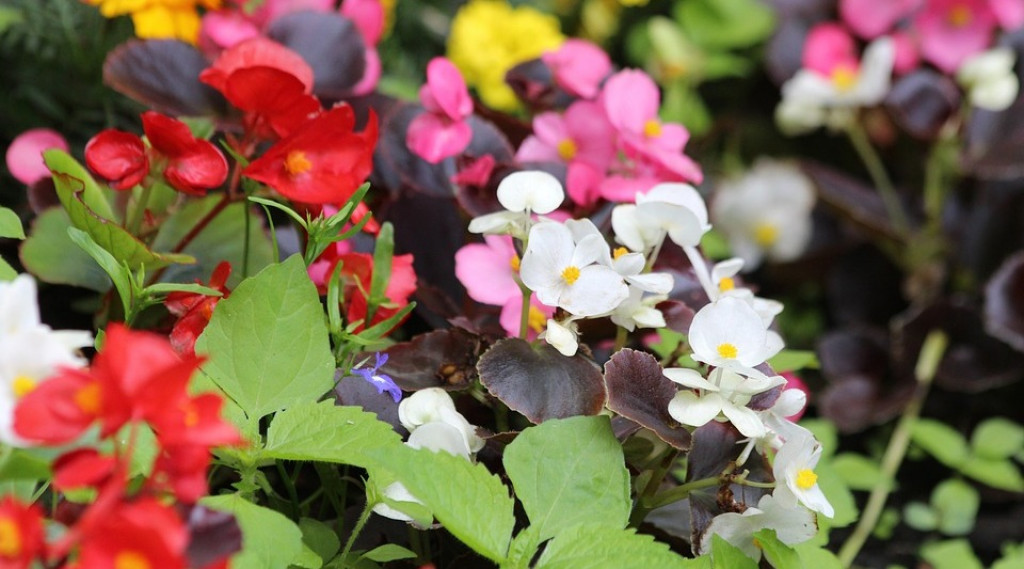Afbeelding bij Begonia Semperflorens / Waterbegonia (eenjarig)