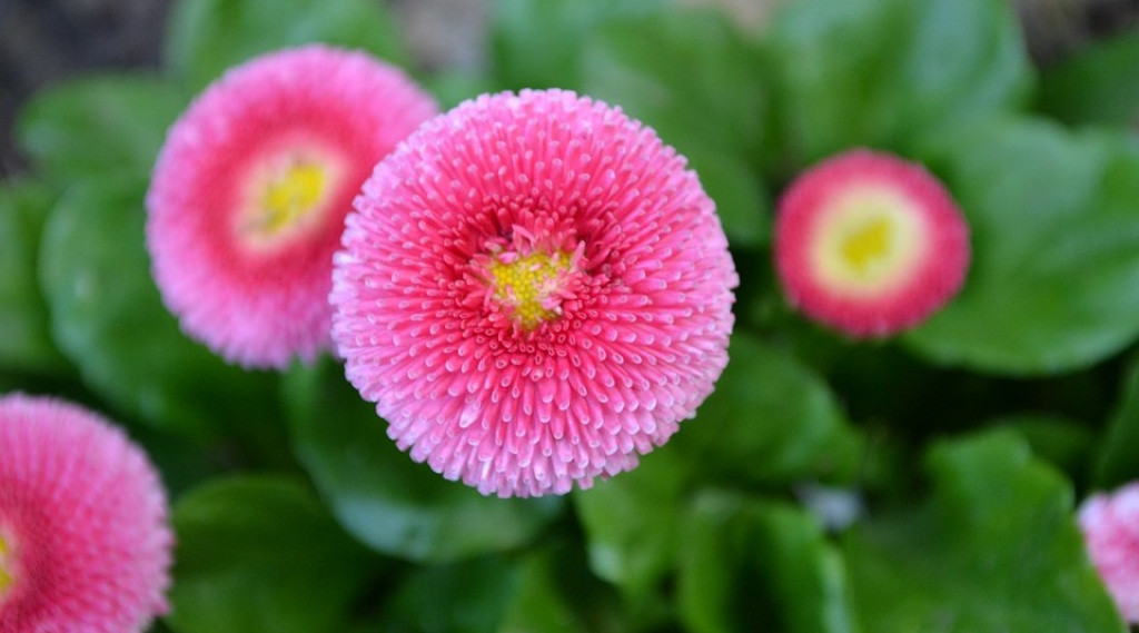 Afbeelding bij Bellis perennis /  Tuin Madeliefje (soort)