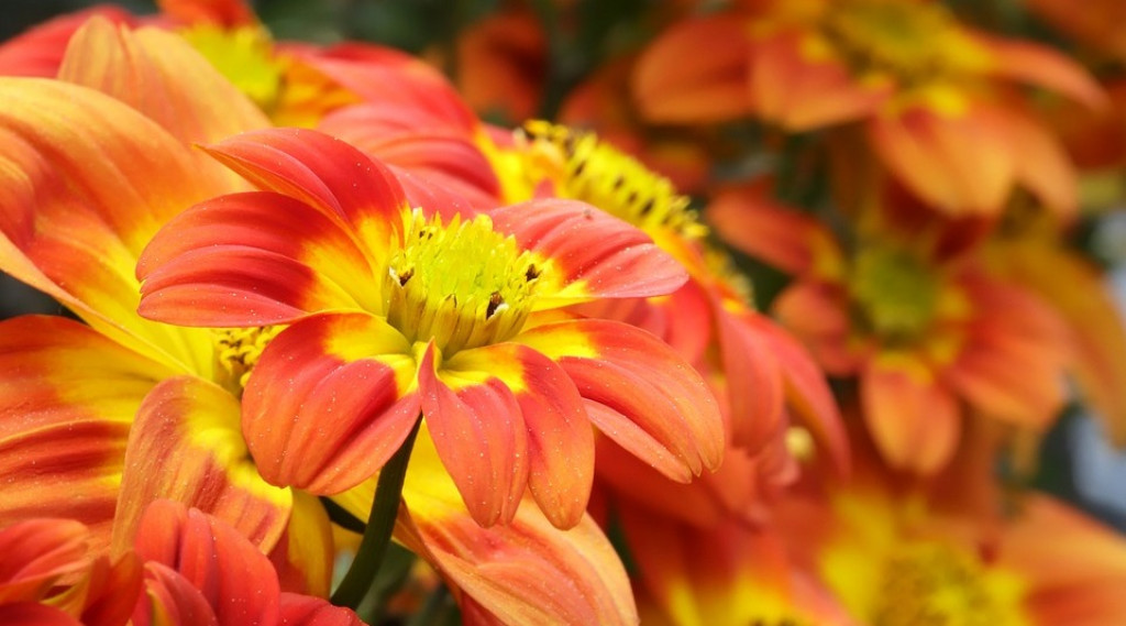 Afbeelding bij Bidens  / Tandzaad (eenjarig)