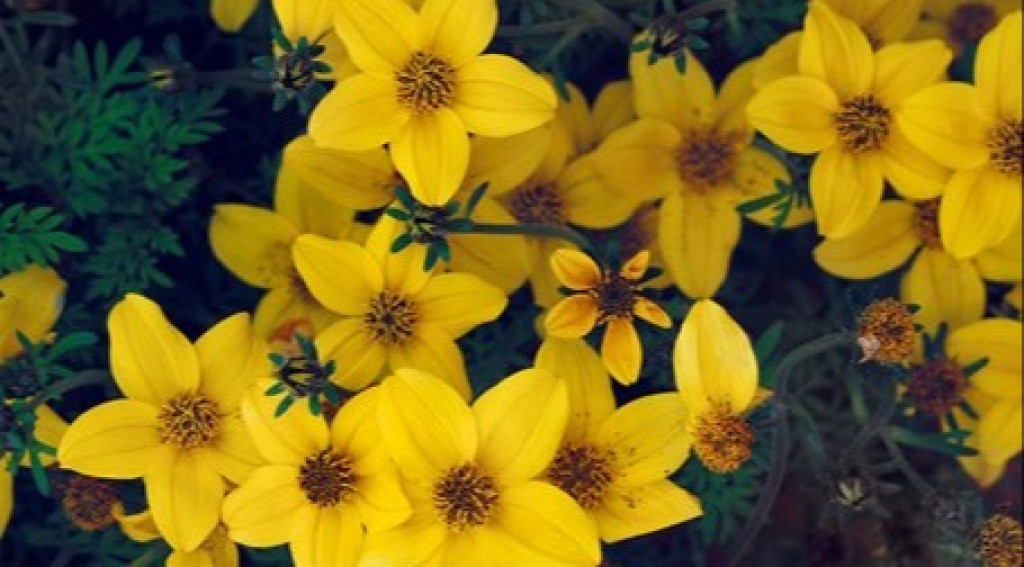 Afbeelding bij Bidens  / Tandzaad (eenjarig)