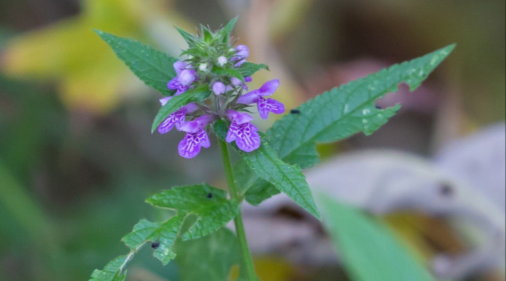 Afbeelding bij Stachys palustris / Moerasandoorn