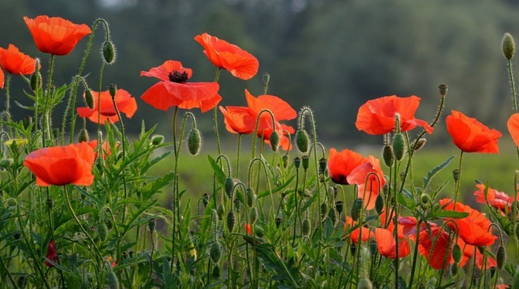 Afbeelding bij Papaver / Klaproos