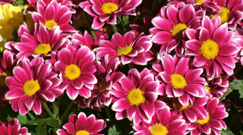 Afbeelding bij Argyranthemum / Struikmargeriet (eenjarig)