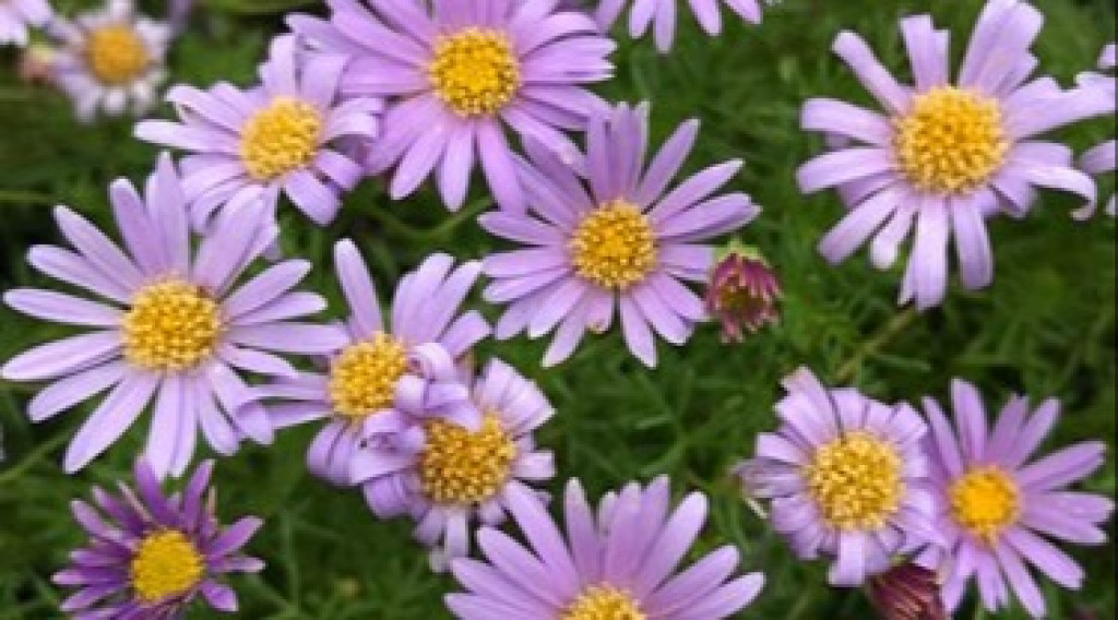 Afbeelding bij Brachyscome iberidifolia / Australisch madeliefje