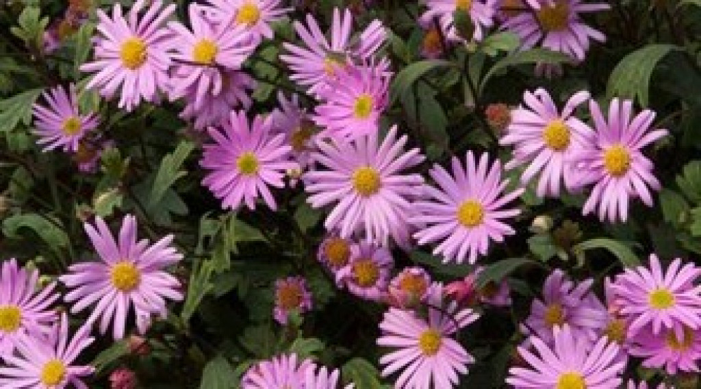 Afbeelding bij Brachyscome iberidifolia / Australisch madeliefje