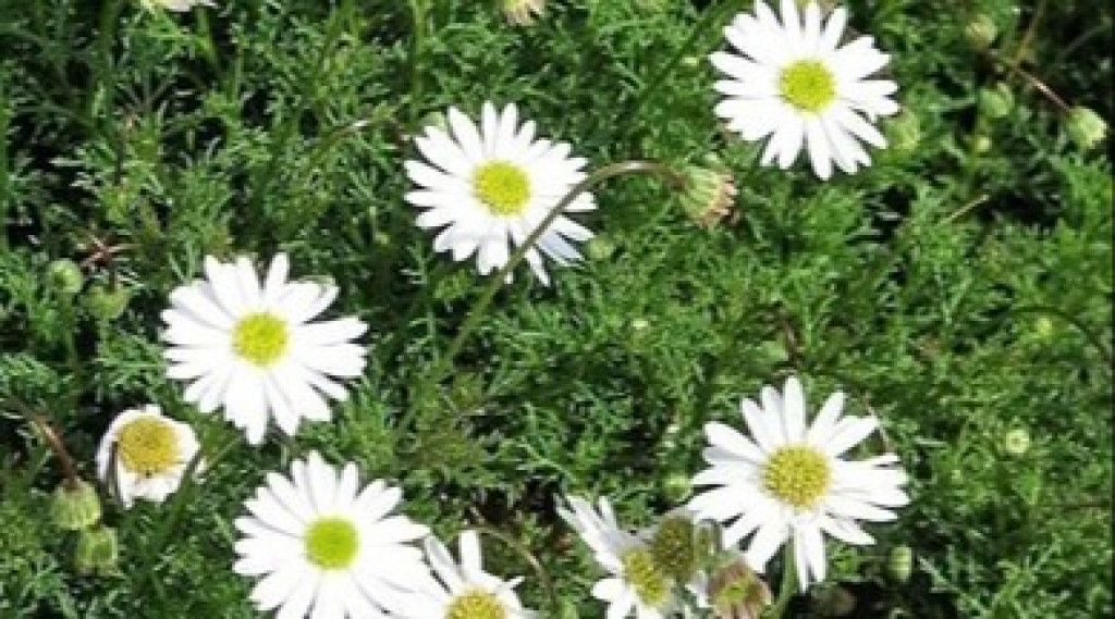 Afbeelding bij Brachyscome iberidifolia / Australisch madeliefje