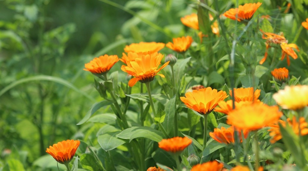Afbeelding bij Calendula officinalis / Goudsbloem (soort)