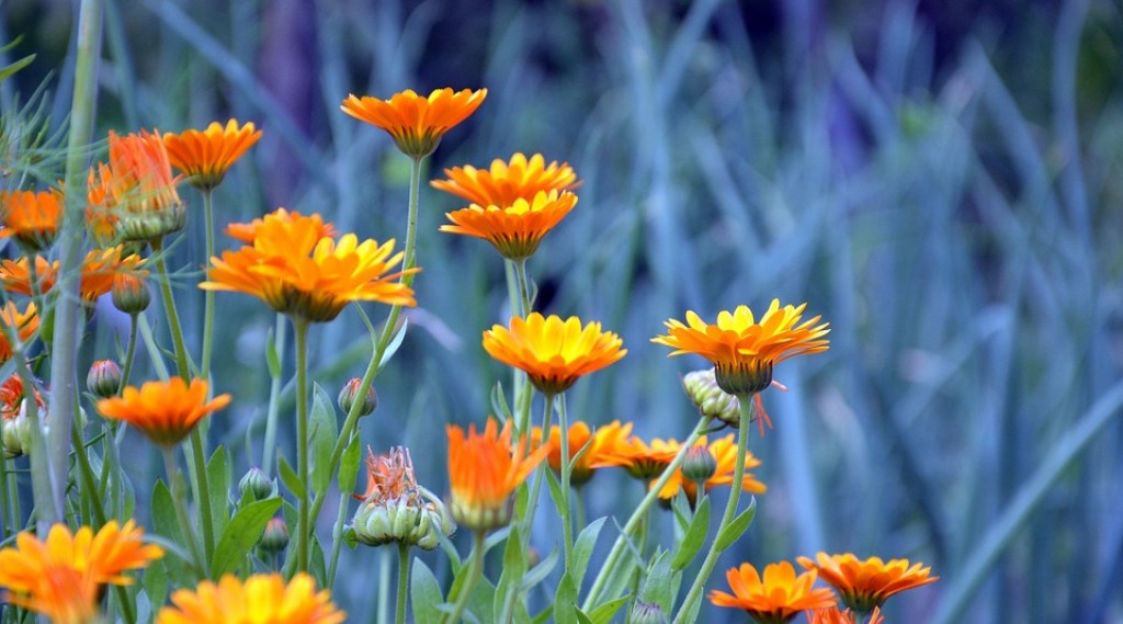 Afbeelding bij Calendula officinalis / Goudsbloem (soort)