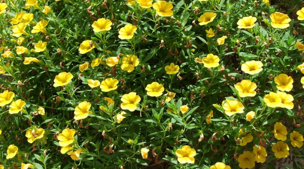 Afbeelding bij Calibrachoa - Mini petunia (eenjarig)