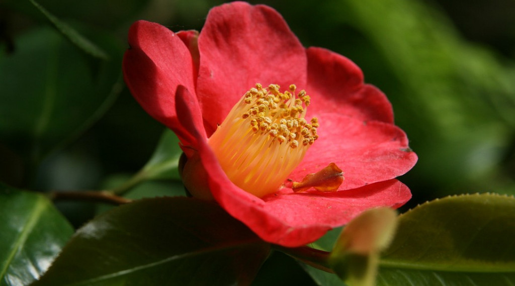 Afbeelding bij Camelia