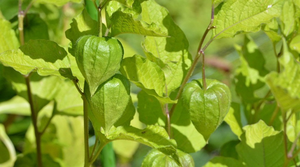 Afbeelding bij Physalis alkekengi / lampionplant