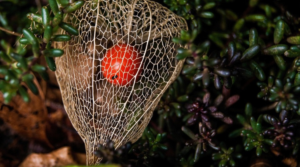 Afbeelding bij Physalis alkekengi / lampionplant
