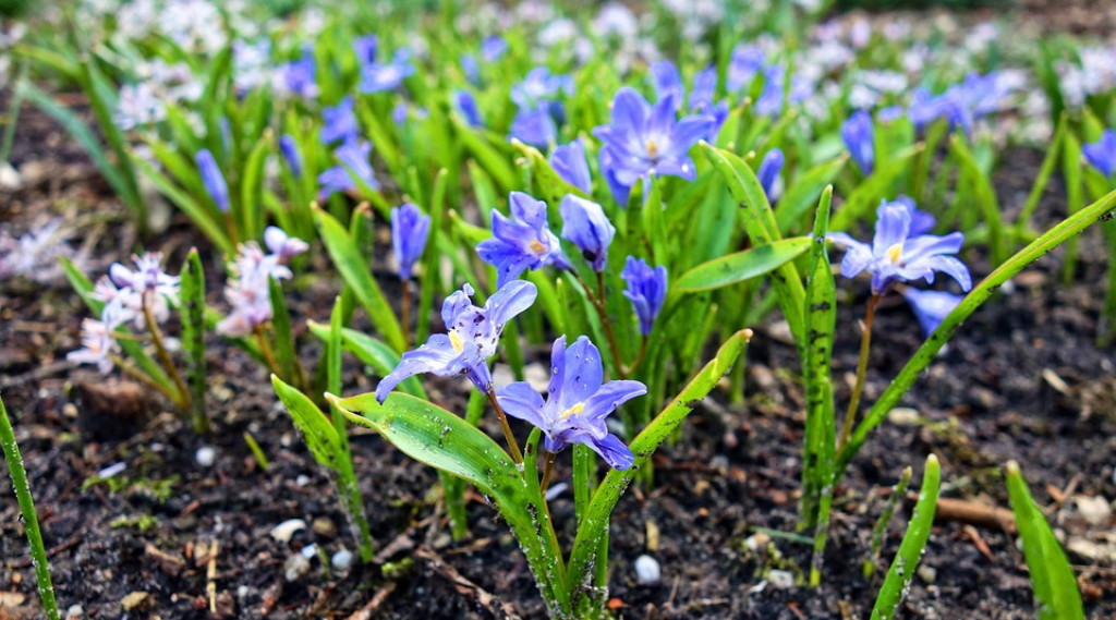 Afbeelding bij Chionodoxa / Sneeuwroem (soort)