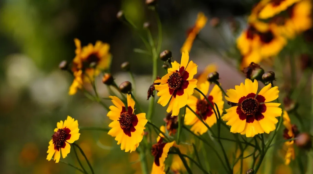 Afbeelding bij Coreopsis / Meisjesogen (soort)