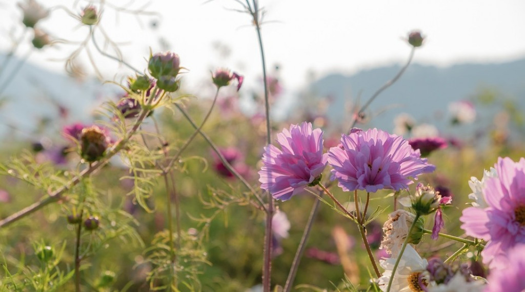 Afbeelding bij Cosmea / Cosmos (eenjarig)