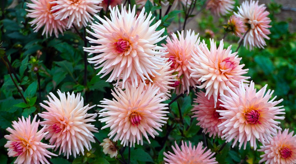 Afbeelding bij Dahlias soorten & plant informatie